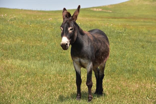 o que significa sonhar com burro