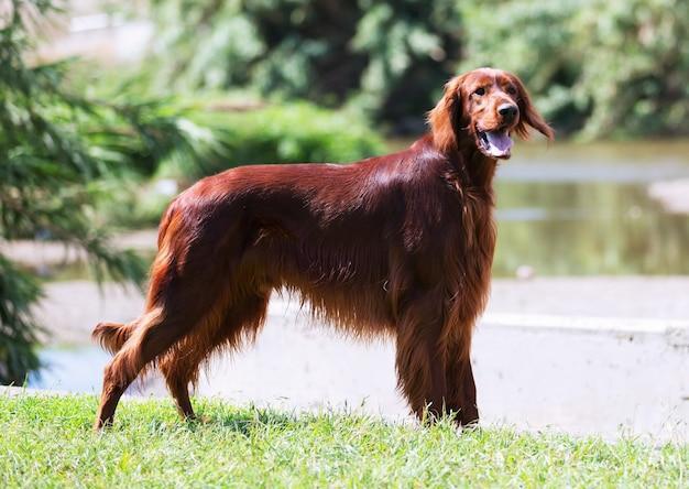 o que significa sonhar com cachorro grande
