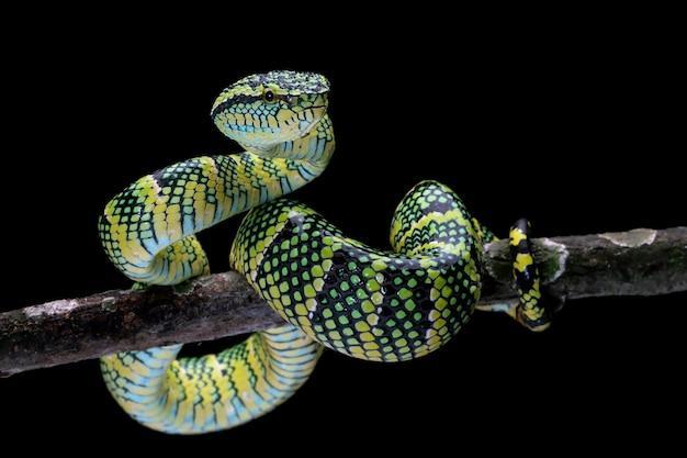 o que significa sonhar com cobra enrolada