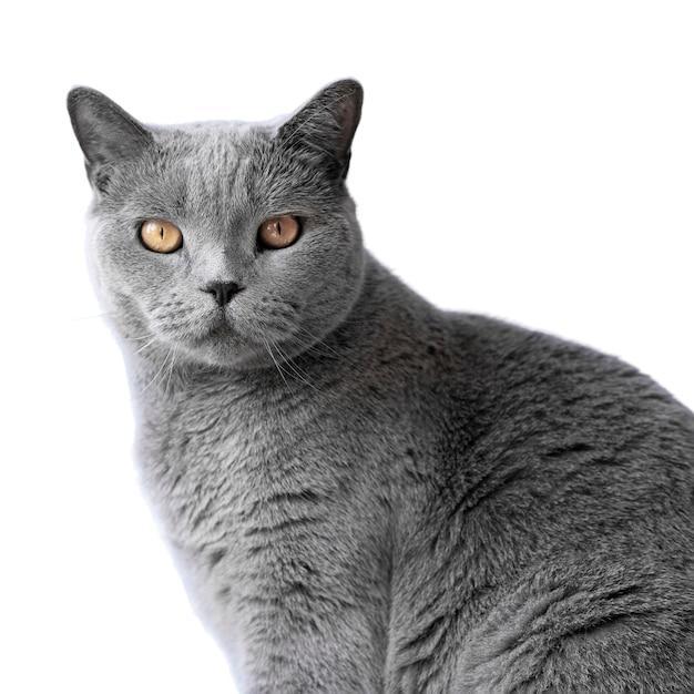 o que significa sonhar com gato cinza