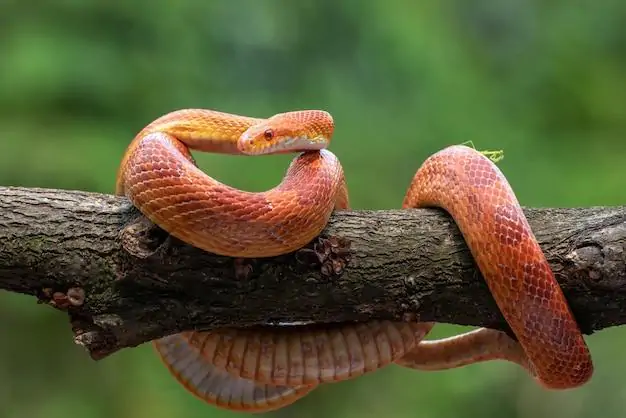 o que significa sonhar com filhotes de cobra