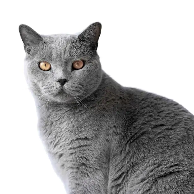 o que significa sonhar com gato cinza